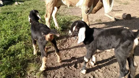 goat herd - Bearded Lady Soap Factory