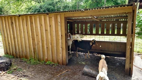 Goat shade - Bearded Lady Soap Factory