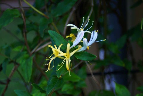 honeysuckle - Bearded Lady Soap Factory