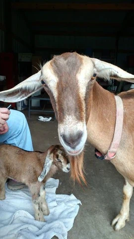 Mama and baby goats - Bearded Lady Soap Factory