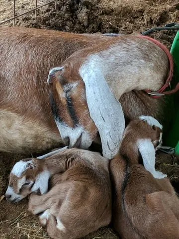 Momma and baby goats - Bearded Lady Soap Factory