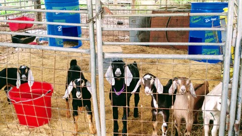 baby goats - Bearded Lady Soap Factory