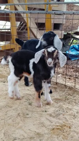 two baby goats - Bearded Lady Soap Factory