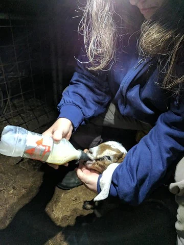 bottle feeding baby goat - Bearded Lady Soap Factory