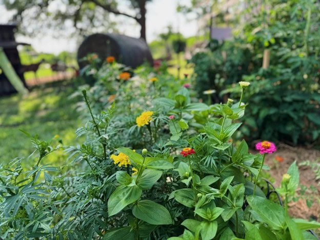 Spring Is My Favorite Season 4 - Bearded Lady Soap Factory Flowers - Bearded Lady Soap Factory