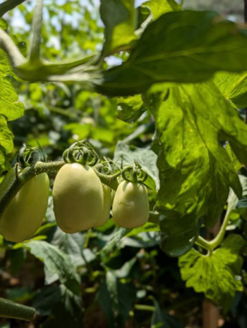 Spring Is My Favorite Season 2 - Bearded Lady Soap Factory Green1 - Bearded Lady Soap Factory