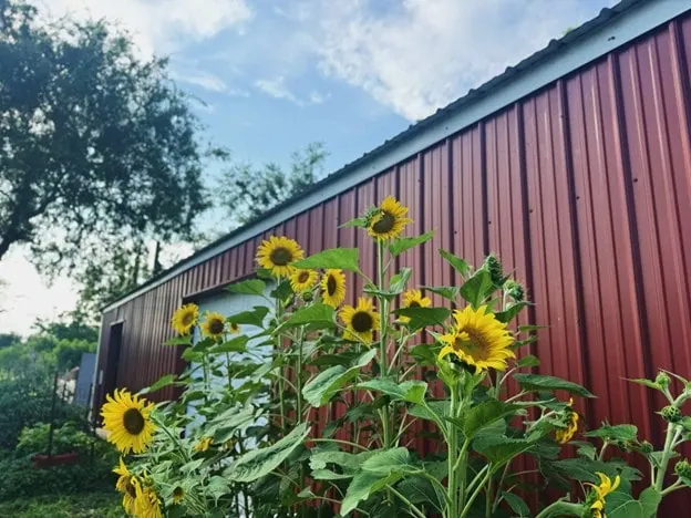 Spring Is My Favorite Season 1 - Bearded Lady Soap Factory Sunflowers - Bearded Lady Soap Factory